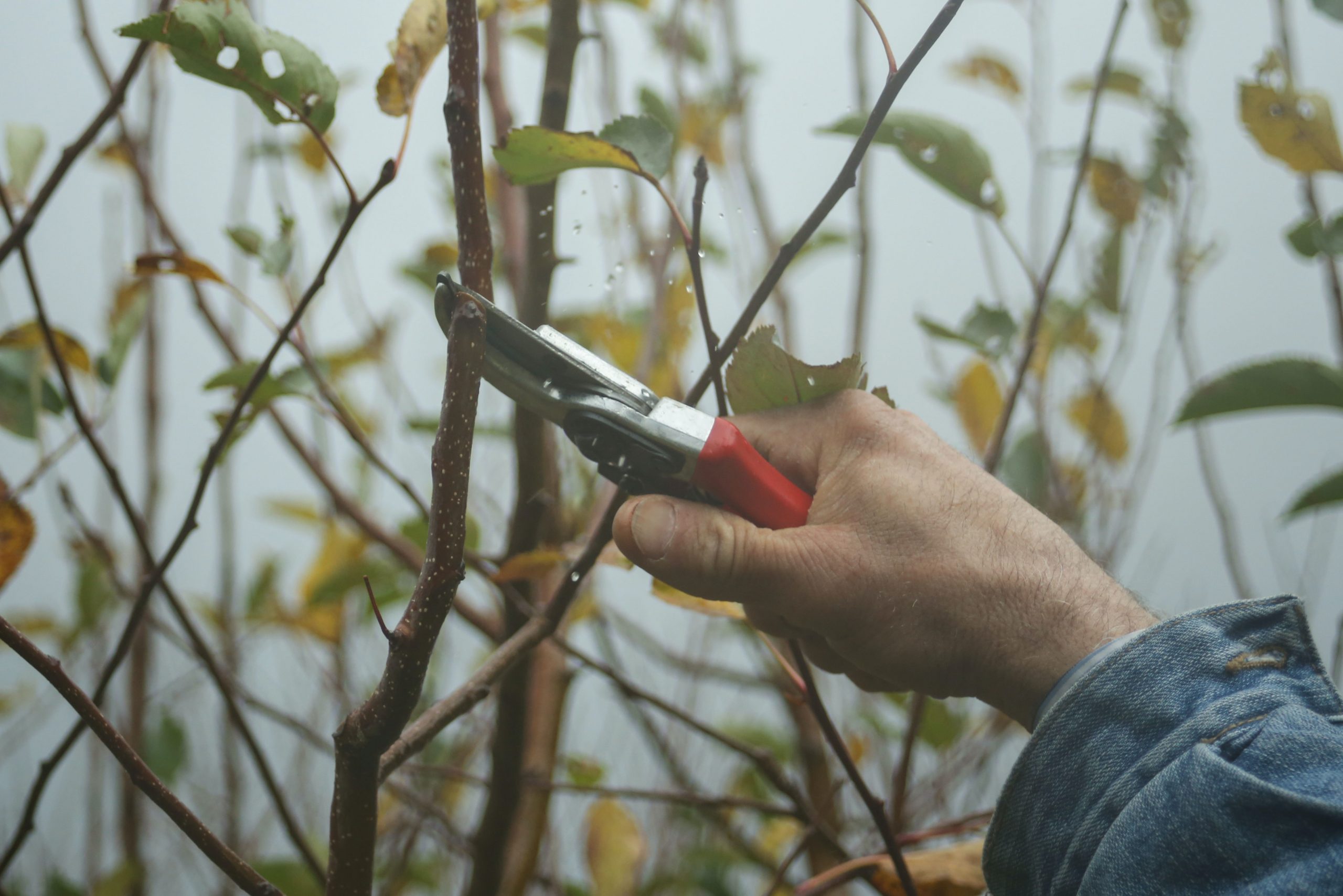 Pruning a branch