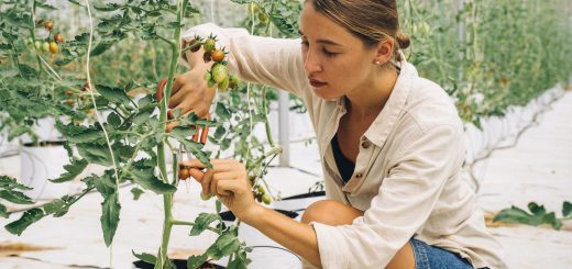 Pruning tomato plants.