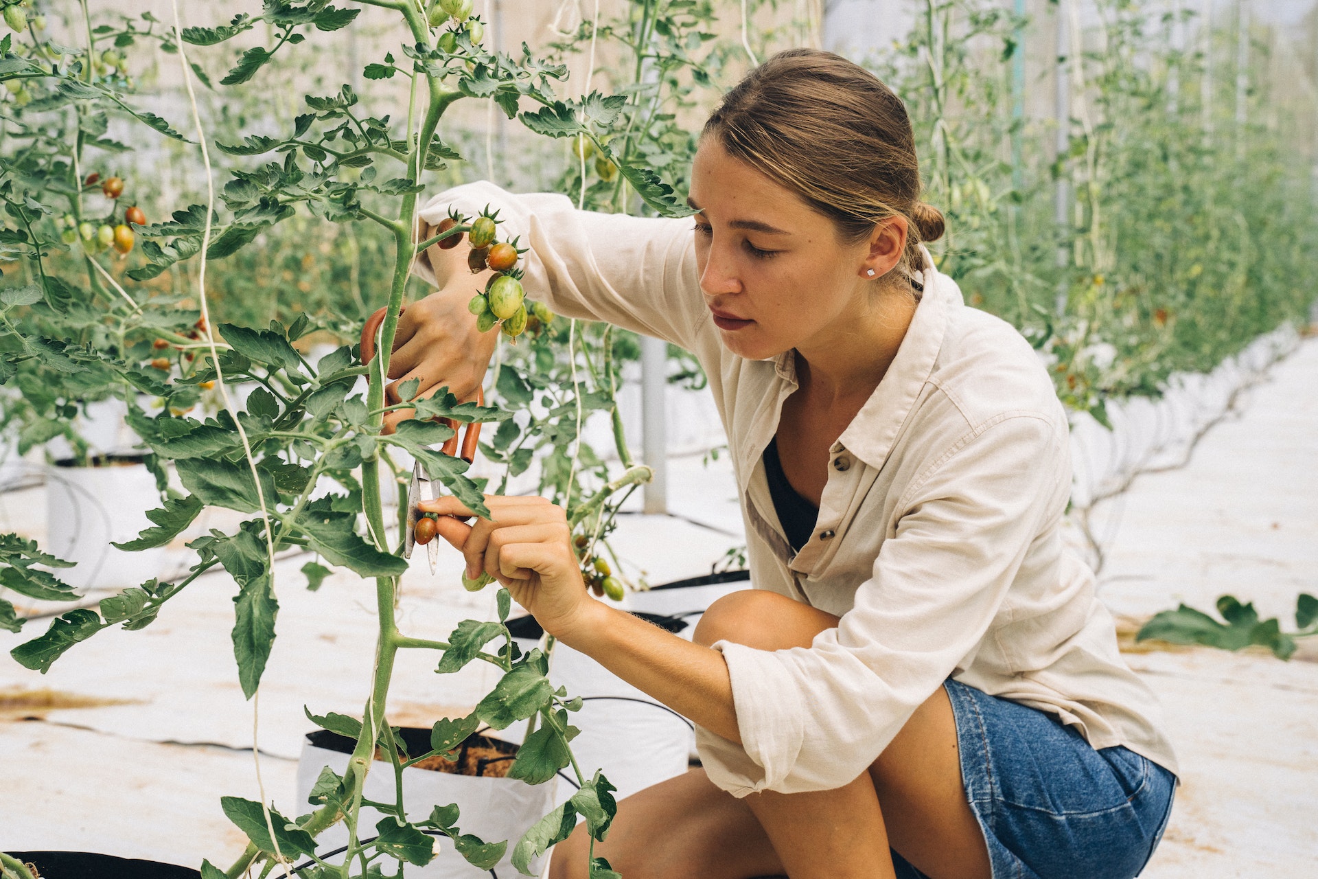 Pruning tomato plants.